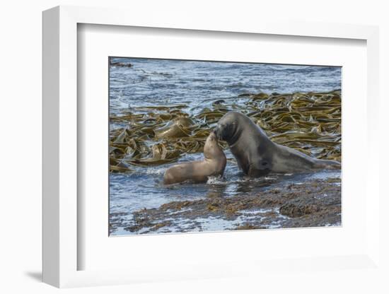 Falkland Islands, Bleaker Island. Southern Sea Lions Near Water-Cathy & Gordon Illg-Framed Photographic Print