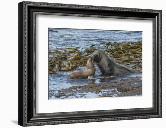 Falkland Islands, Bleaker Island. Southern Sea Lions Near Water-Cathy & Gordon Illg-Framed Photographic Print