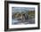 Falkland Islands, Bleaker Island. Southern Sea Lions Near Water-Cathy & Gordon Illg-Framed Photographic Print