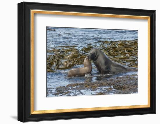 Falkland Islands, Bleaker Island. Southern Sea Lions Near Water-Cathy & Gordon Illg-Framed Photographic Print