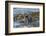 Falkland Islands, Bleaker Island. Southern Sea Lions Near Water-Cathy & Gordon Illg-Framed Photographic Print