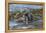 Falkland Islands, Bleaker Island. Southern Sea Lions Near Water-Cathy & Gordon Illg-Framed Premier Image Canvas