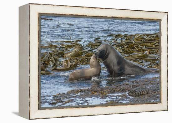 Falkland Islands, Bleaker Island. Southern Sea Lions Near Water-Cathy & Gordon Illg-Framed Premier Image Canvas