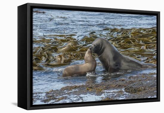 Falkland Islands, Bleaker Island. Southern Sea Lions Near Water-Cathy & Gordon Illg-Framed Premier Image Canvas