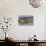 Falkland Islands, Bleaker Island. Southern Sea Lions Near Water-Cathy & Gordon Illg-Photographic Print displayed on a wall