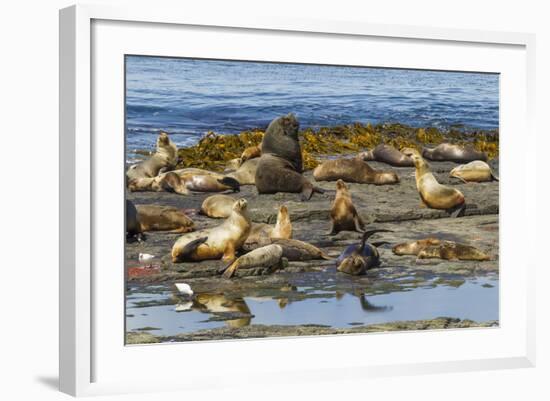 Falkland Islands, Bleaker Island. Southern Sea Lions Near Water-Cathy & Gordon Illg-Framed Photographic Print