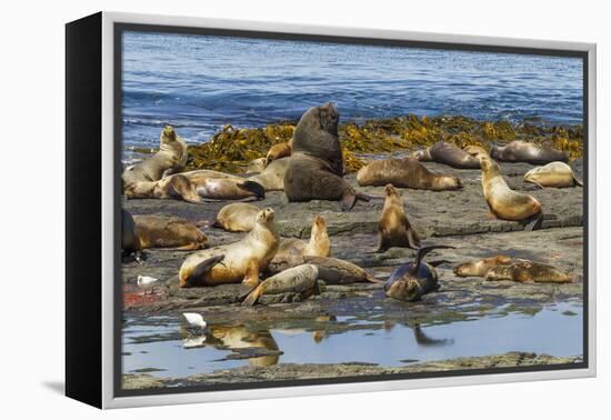 Falkland Islands, Bleaker Island. Southern Sea Lions Near Water-Cathy & Gordon Illg-Framed Premier Image Canvas
