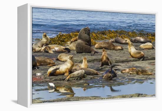 Falkland Islands, Bleaker Island. Southern Sea Lions Near Water-Cathy & Gordon Illg-Framed Premier Image Canvas