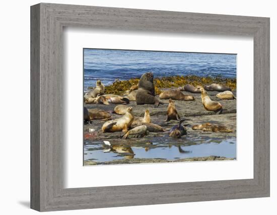 Falkland Islands, Bleaker Island. Southern Sea Lions Near Water-Cathy & Gordon Illg-Framed Photographic Print