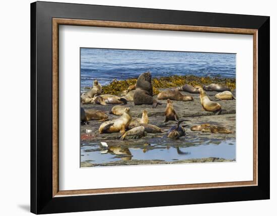 Falkland Islands, Bleaker Island. Southern Sea Lions Near Water-Cathy & Gordon Illg-Framed Photographic Print