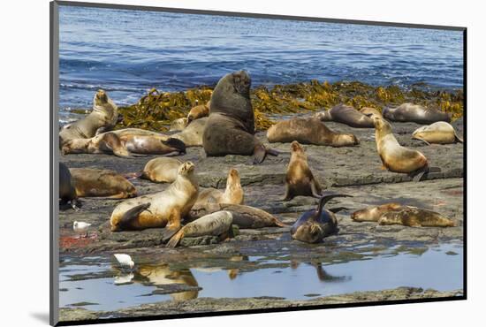 Falkland Islands, Bleaker Island. Southern Sea Lions Near Water-Cathy & Gordon Illg-Mounted Photographic Print