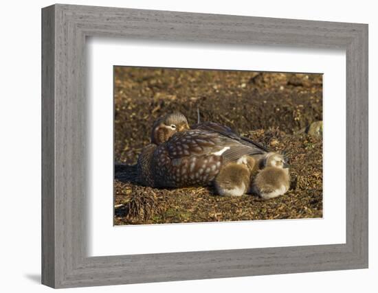 Falkland Islands, Bleaker Island. Steamer Duck and Chicks-Cathy & Gordon Illg-Framed Photographic Print