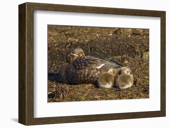 Falkland Islands, Bleaker Island. Steamer Duck and Chicks-Cathy & Gordon Illg-Framed Photographic Print