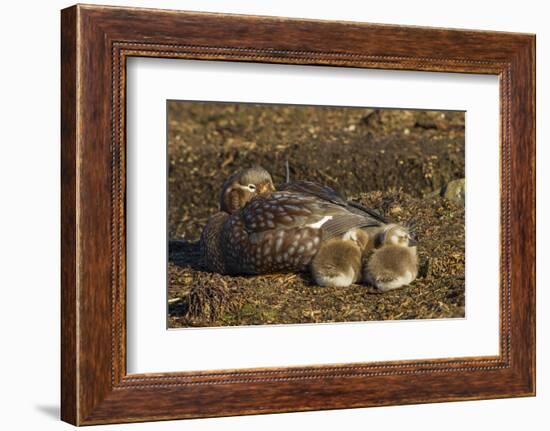 Falkland Islands, Bleaker Island. Steamer Duck and Chicks-Cathy & Gordon Illg-Framed Photographic Print