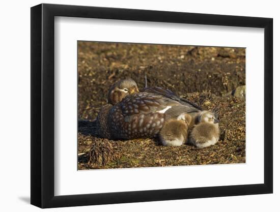 Falkland Islands, Bleaker Island. Steamer Duck and Chicks-Cathy & Gordon Illg-Framed Photographic Print