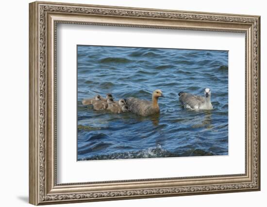 Falkland Islands, Bleaker Island. Upland Goose Family Swimming-Cathy & Gordon Illg-Framed Photographic Print