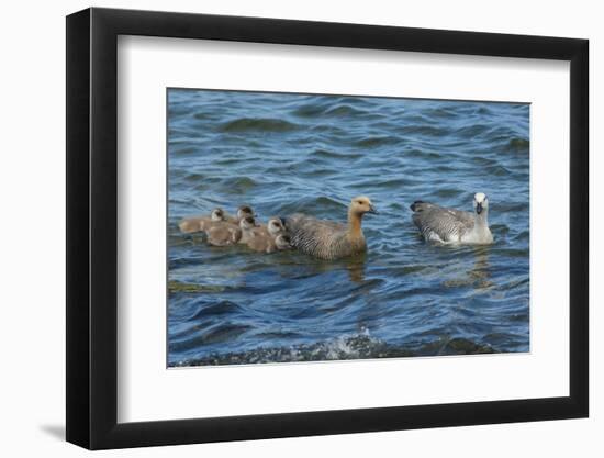 Falkland Islands, Bleaker Island. Upland Goose Family Swimming-Cathy & Gordon Illg-Framed Photographic Print