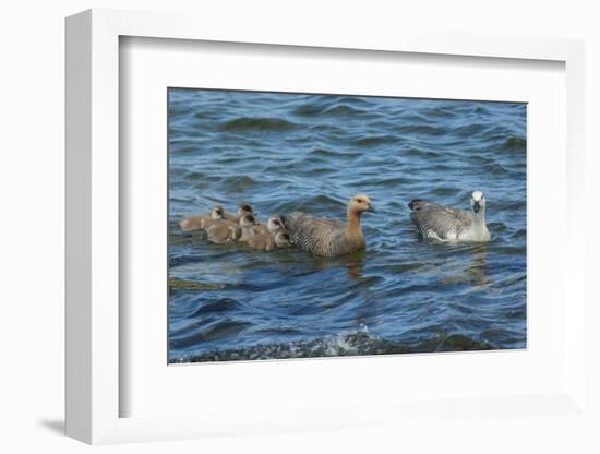 Falkland Islands, Bleaker Island. Upland Goose Family Swimming-Cathy & Gordon Illg-Framed Photographic Print