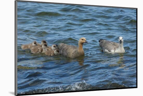 Falkland Islands, Bleaker Island. Upland Goose Family Swimming-Cathy & Gordon Illg-Mounted Photographic Print