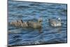 Falkland Islands, Bleaker Island. Upland Goose Family Swimming-Cathy & Gordon Illg-Mounted Photographic Print