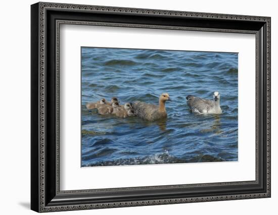 Falkland Islands, Bleaker Island. Upland Goose Family Swimming-Cathy & Gordon Illg-Framed Photographic Print