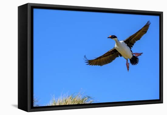 Falkland Islands, Blue -eyed cormorant with outstretched wings readies for landing at colony.-Howie Garber-Framed Premier Image Canvas