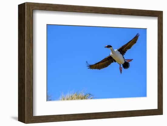 Falkland Islands, Blue -eyed cormorant with outstretched wings readies for landing at colony.-Howie Garber-Framed Photographic Print