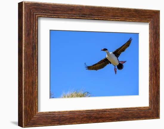 Falkland Islands, Blue -eyed cormorant with outstretched wings readies for landing at colony.-Howie Garber-Framed Photographic Print