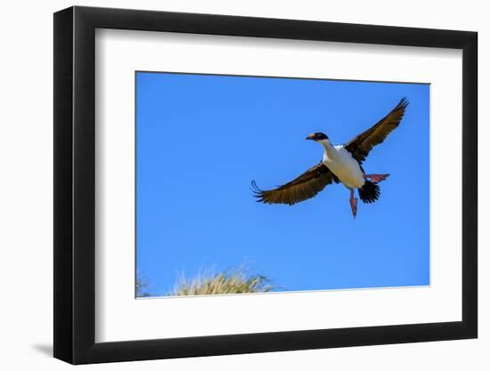 Falkland Islands, Blue -eyed cormorant with outstretched wings readies for landing at colony.-Howie Garber-Framed Photographic Print