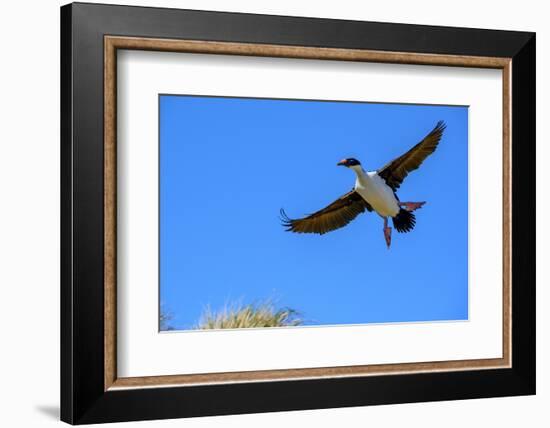 Falkland Islands, Blue -eyed cormorant with outstretched wings readies for landing at colony.-Howie Garber-Framed Photographic Print