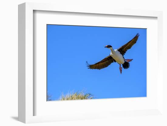 Falkland Islands, Blue -eyed cormorant with outstretched wings readies for landing at colony.-Howie Garber-Framed Photographic Print