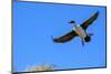 Falkland Islands, Blue -eyed cormorant with outstretched wings readies for landing at colony.-Howie Garber-Mounted Photographic Print