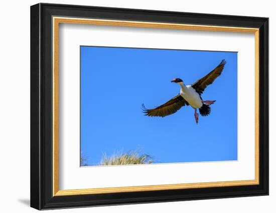 Falkland Islands, Blue -eyed cormorant with outstretched wings readies for landing at colony.-Howie Garber-Framed Photographic Print