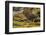 Falkland Islands, Carcass Island. Close-up of Blackish Oystercatcher-Cathy & Gordon Illg-Framed Photographic Print