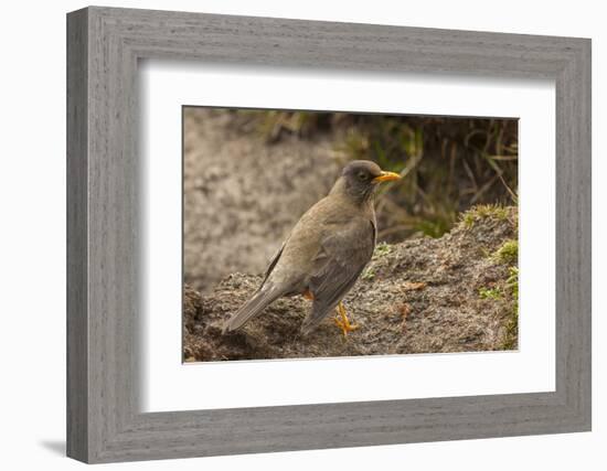 Falkland Islands, Carcass Island. Close-up of Falkland Thrush-Cathy & Gordon Illg-Framed Photographic Print