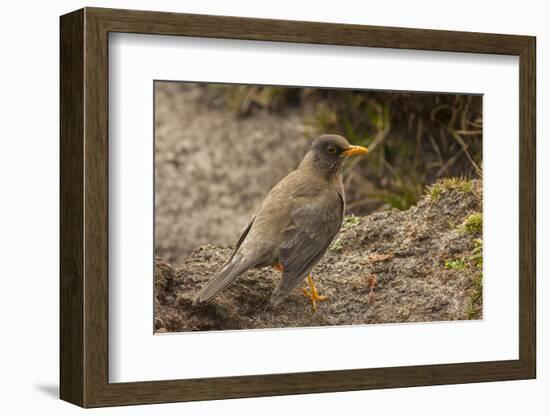 Falkland Islands, Carcass Island. Close-up of Falkland Thrush-Cathy & Gordon Illg-Framed Photographic Print