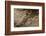 Falkland Islands, Carcass Island. Close-up of Falkland Thrush-Cathy & Gordon Illg-Framed Photographic Print