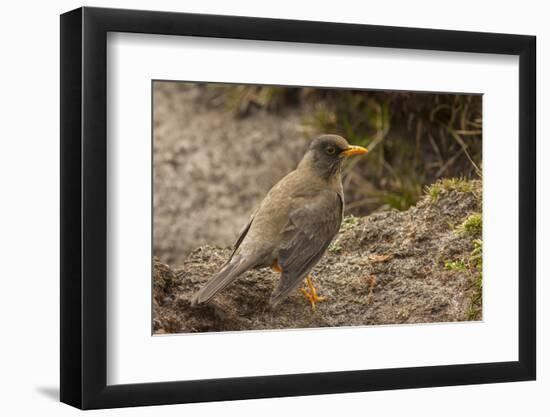 Falkland Islands, Carcass Island. Close-up of Falkland Thrush-Cathy & Gordon Illg-Framed Photographic Print