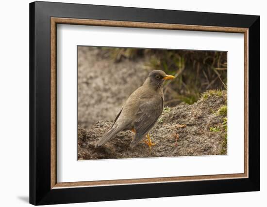 Falkland Islands, Carcass Island. Close-up of Falkland Thrush-Cathy & Gordon Illg-Framed Photographic Print