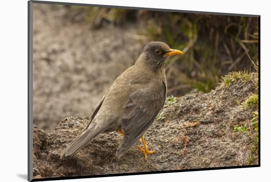 Falkland Islands, Carcass Island. Close-up of Falkland Thrush-Cathy & Gordon Illg-Mounted Photographic Print