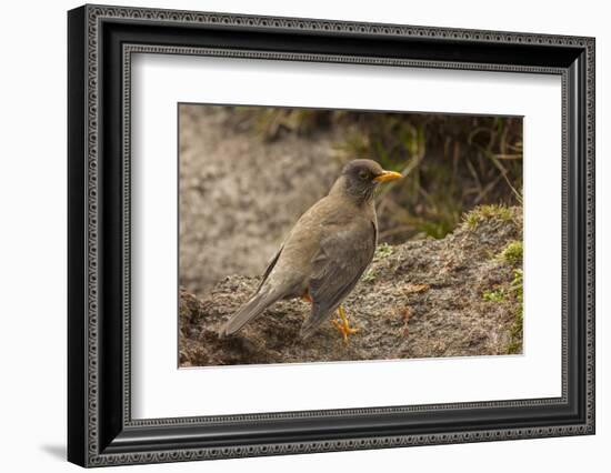 Falkland Islands, Carcass Island. Close-up of Falkland Thrush-Cathy & Gordon Illg-Framed Photographic Print