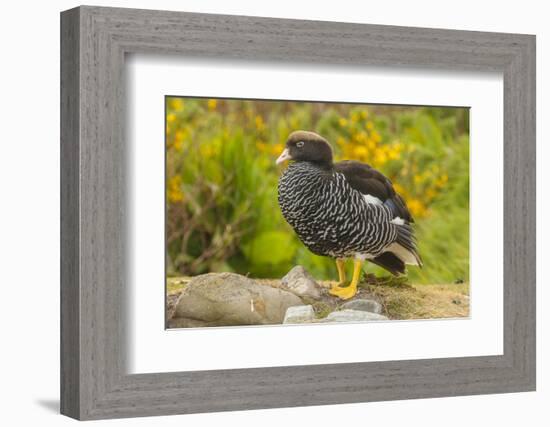 Falkland Islands, Carcass Island. Close-up of Kelp Goose-Cathy & Gordon Illg-Framed Photographic Print