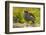 Falkland Islands, Carcass Island. Close-up of Kelp Goose-Cathy & Gordon Illg-Framed Photographic Print