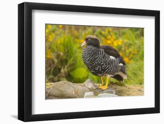 Falkland Islands, Carcass Island. Close-up of Kelp Goose-Cathy & Gordon Illg-Framed Photographic Print