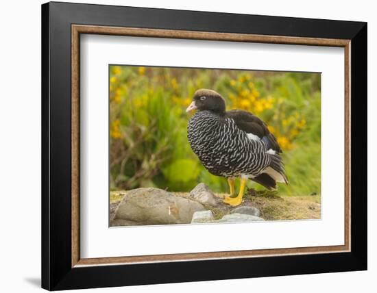 Falkland Islands, Carcass Island. Close-up of Kelp Goose-Cathy & Gordon Illg-Framed Photographic Print