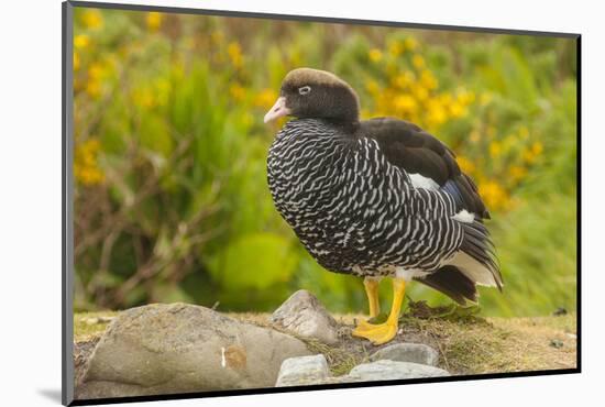 Falkland Islands, Carcass Island. Close-up of Kelp Goose-Cathy & Gordon Illg-Mounted Photographic Print