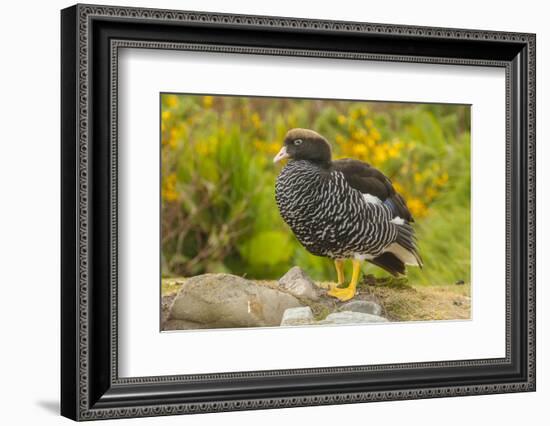 Falkland Islands, Carcass Island. Close-up of Kelp Goose-Cathy & Gordon Illg-Framed Photographic Print