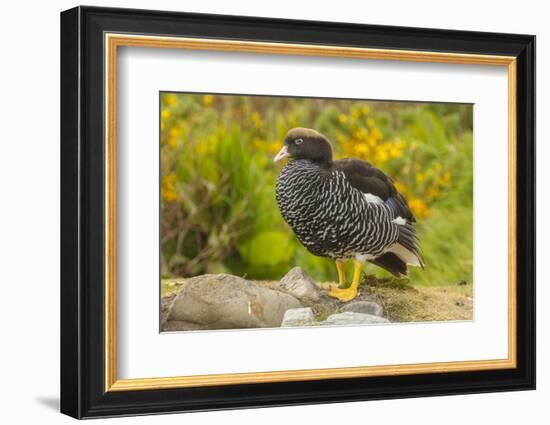 Falkland Islands, Carcass Island. Close-up of Kelp Goose-Cathy & Gordon Illg-Framed Photographic Print