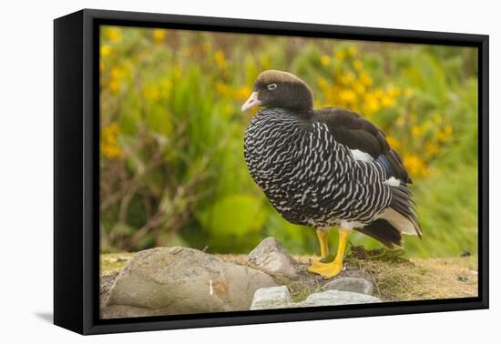 Falkland Islands, Carcass Island. Close-up of Kelp Goose-Cathy & Gordon Illg-Framed Premier Image Canvas