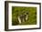 Falkland Islands, Carcass Island. Close-up of Magellanic Penguins-Cathy & Gordon Illg-Framed Photographic Print